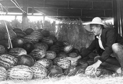 泗洪吃瓜群众事件真相视频,真相与背后故事