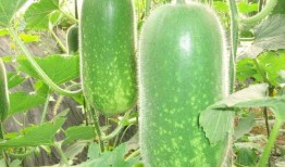 421新吃瓜大全,揭秘娱乐圈最新热点事件