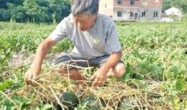 农村女旁边吃瓜,瓜香四溢话家常