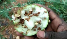 吃沙漠瓜反胃恶心