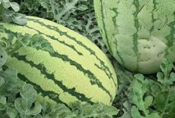 顺藤吃瓜花样图片,探秘花样图片背后的故事