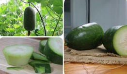 没什么瓜可以吃,揭秘日常琐事背后的趣味