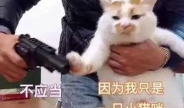 吃瓜群众的小猫表情包,小猫表情包里的欢乐时光
