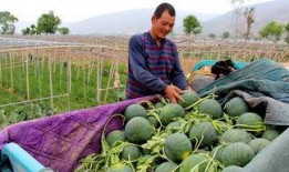 安州镇吃瓜,瓜香四溢，品味夏日清凉