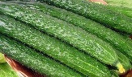 吃瓜种补钙吗,吃瓜也能补钙？揭秘日常饮食中的钙质来源