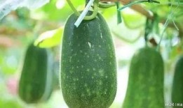 吃鸡外瓜,揭秘游戏作弊背后的真相