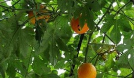 吊瓜心可以吃吗,可食用之谜，揭秘其营养价值与食用方法