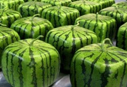 中国吃瓜缅甸,缅甸风云再起，揭秘背后真相