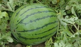 1分钟健康小课堂吃瓜,揭秘吃瓜的养生之道