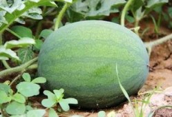 郑州吃内脏瓜,探寻地道的内脏瓜风味之旅