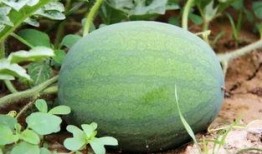 郑州吃内脏瓜,探寻地道的内脏瓜风味之旅