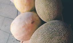 拉脊山吃瓜,一场别开生面的吃瓜之旅