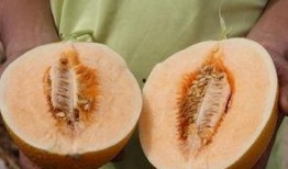 吃沙漠瓜反胃恶心