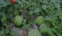 河南吃皮的瓜,探寻吃皮瓜的独特风味