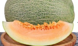 吃小蜜瓜的季节,甜蜜来袭，尽享清凉时光