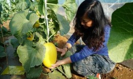 小孩带你吃瓜,畅游甜蜜瓜果世界