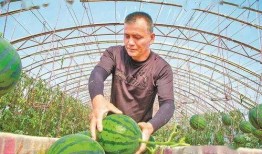 甘肃武威吃瓜事件,一场网络热议背后的真相与反思