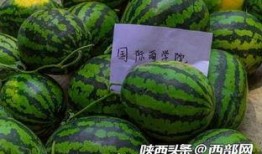 中午吃瓜了吗,你吃瓜了吗？