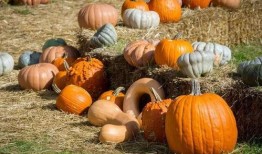 河南郸城吃瓜,瓜香四溢，品味乡村田园生活