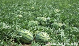 梦见吃瓜然后种瓜