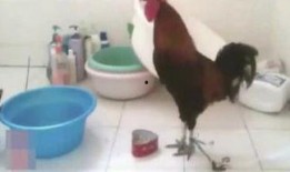 吃瓜喵本人,揭秘娱乐圈背后的那些事儿