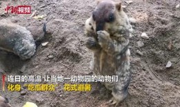 动物世界吃瓜群众,揭秘吃瓜群众的趣味观察