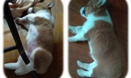 柯基可以吃瓜嘛,瓜类水果的适宜摄入指南