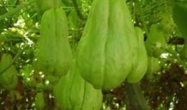 吃完佛手瓜可以吃红薯吗,同餐可否相宜？