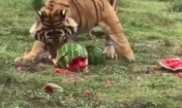 虎咬瓜怎么吃,探索传统美食的烹饪艺术