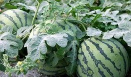 鉴定吃瓜,一场全民参与的鉴定盛宴