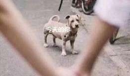 舔狗 吃瓜,揭秘网络社交的另类现象