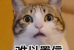 表白视频吃瓜,甜蜜瞬间！表白视频里的甜蜜瓜料大揭秘