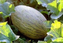 吃哈密瓜和青瓜舌头烂了,哈密瓜与青瓜引发舌头烂痛之谜