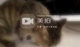 喵喵吃瓜群,揭秘网络社交圈的趣味与争议